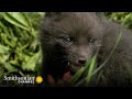 Arctic Fox Family Behavior and Diet