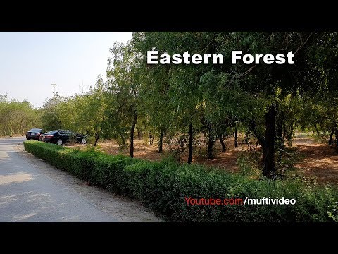 eastern-forest,-jeddah---الغابات-الشرقية