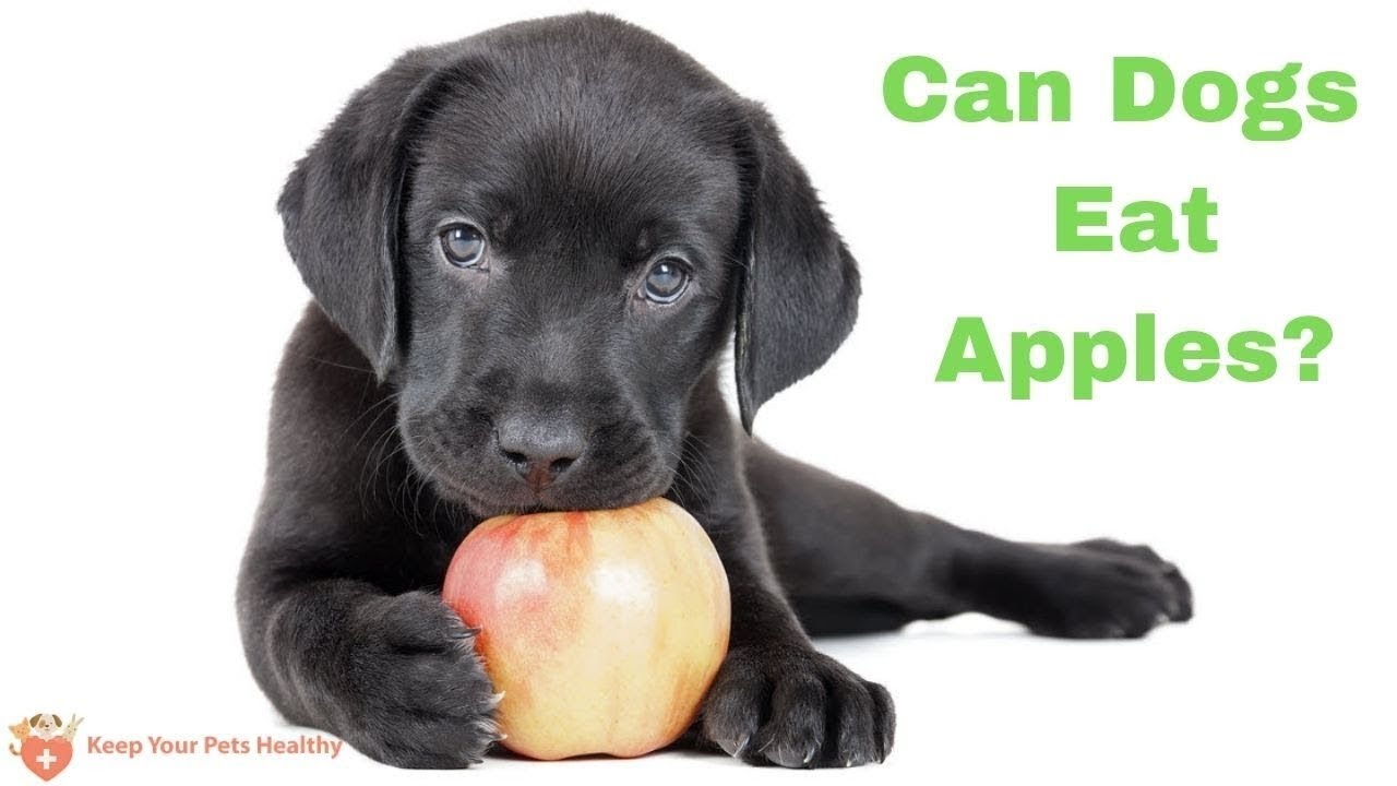 Are Apple Seeds Toxic For Dogs?