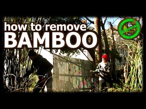 How to Remove Bamboo Permanently, Kill Bamboo No Spray or Roundup #removebamboo