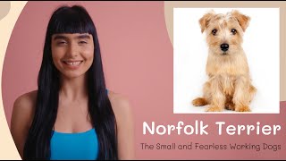 Norfolk Terrier – The Small and Fearless Working Dogs