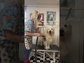 Golden Retriever de-shed before the bath #dog #goldenretriever #doggroomingtips #doggroominglife