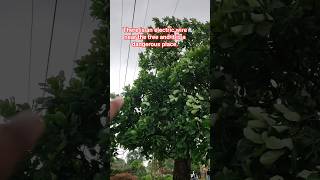 There is an electric wire near the tree and it is a dangerous place