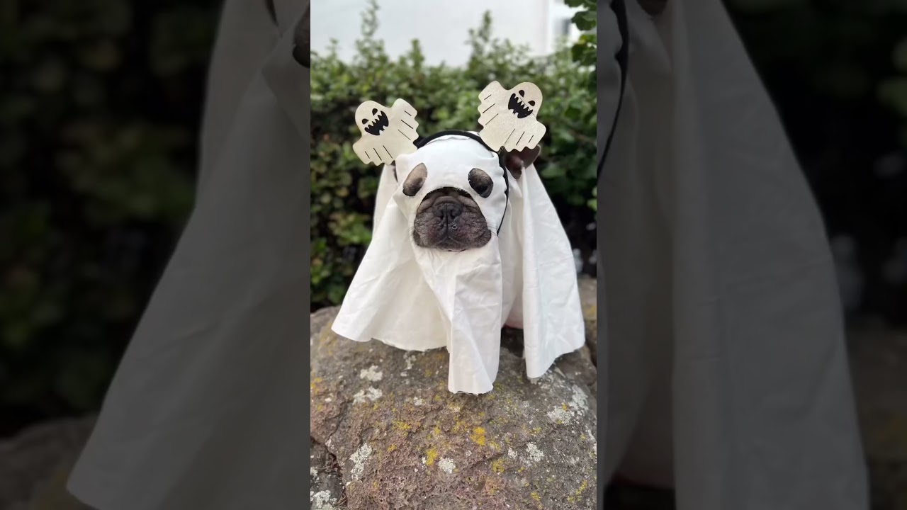 Viral Ghost Photoshoot with my Dog! 