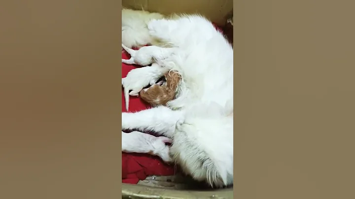 Video 1545861: persian kittens cute fight, persian kitten cute funny, persian mother, laugh cute kitten, kitten milk