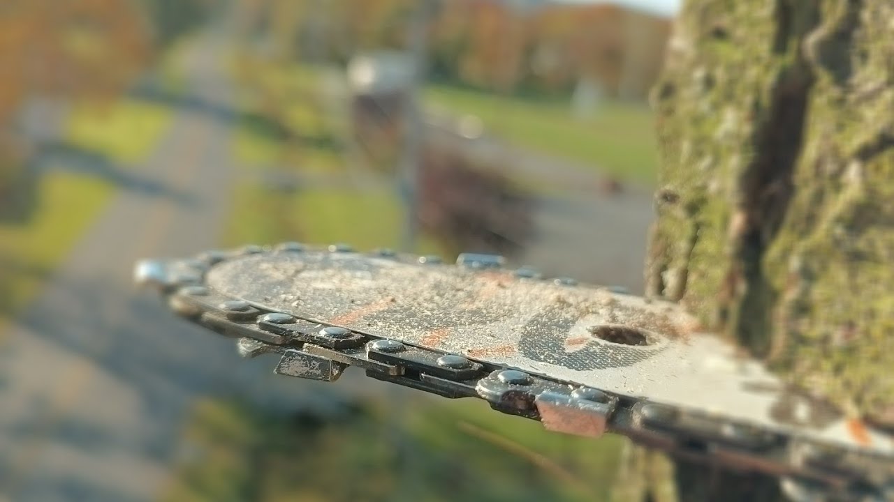 rigging down a half nasty tall dead oak - YouTube