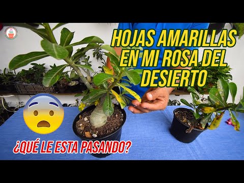 Video: Deformidades de rosas: causas de hojas y flores de rosas deformadas