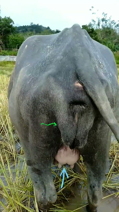 ciri kerbau hamil tua kelihatan dari susu dan V nya#nqc#online#animals#natural#shorts#youtubeshorts
