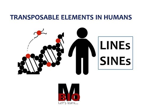 TRANSPOSONS IN HUMANS | LINEs & SINEs