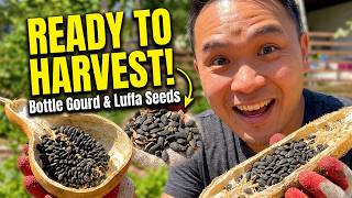 These bottle gourd and luffa seeds are ready to harvest screenshot 2