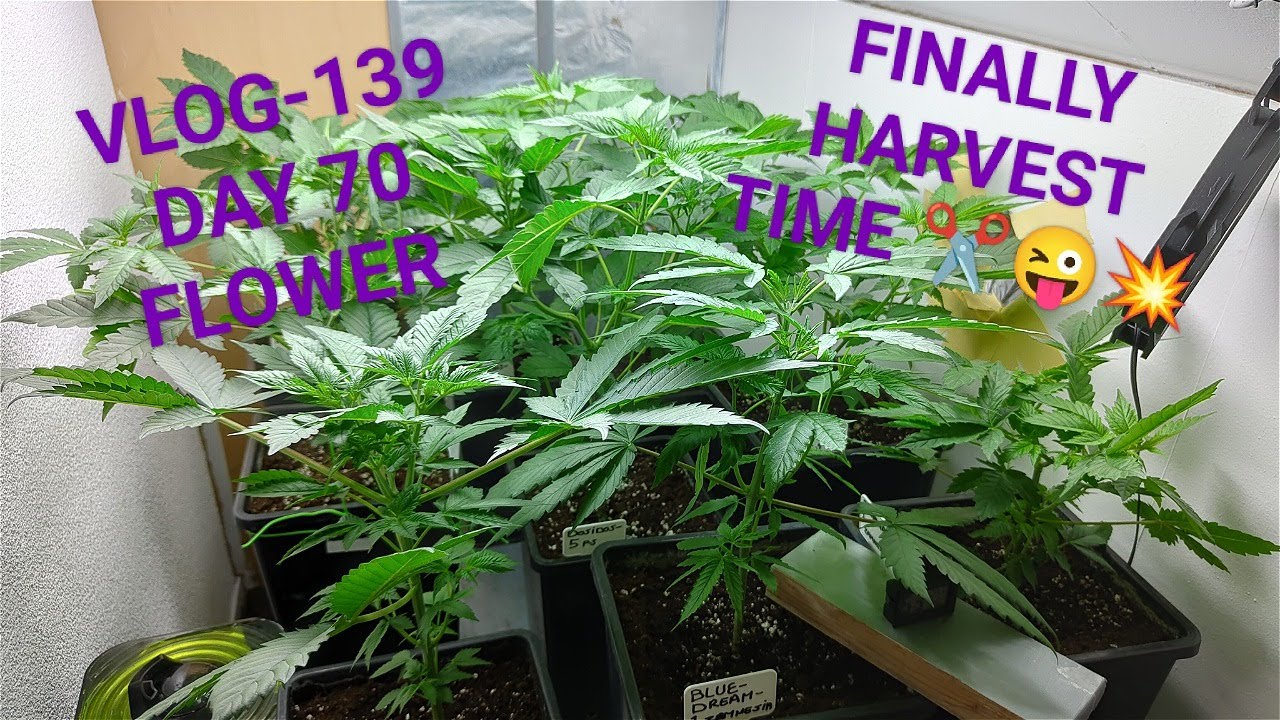 Dosidos, Lemon Tree, Gelato HARVEST, And What`s Next VLOG NR 139