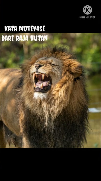 kata motivasi dari singa si raja hutan #shorts #singa #katamotivasi