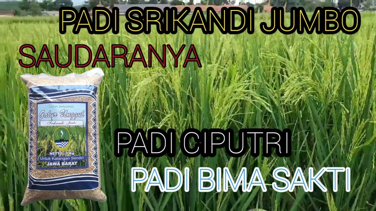 Padi Srikandi Jumbo Padi Malai Panjang Youtube