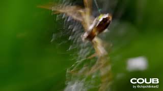 Скандальная самка паука Порша