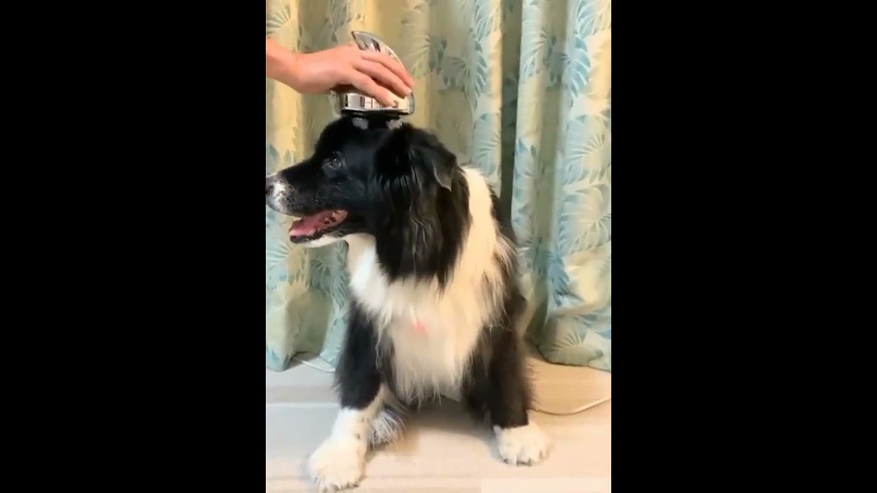 昨年の夏まで約半年使用していました。中型犬ボーダコリーに使用 昨年の夏まで約半年使用していました。中型犬ボーダコリーに使用