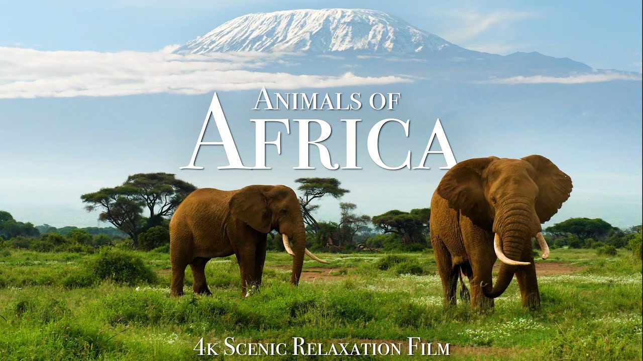 ⁣Animals of Africa 4K - Scenic Relaxation Film With Calming Music