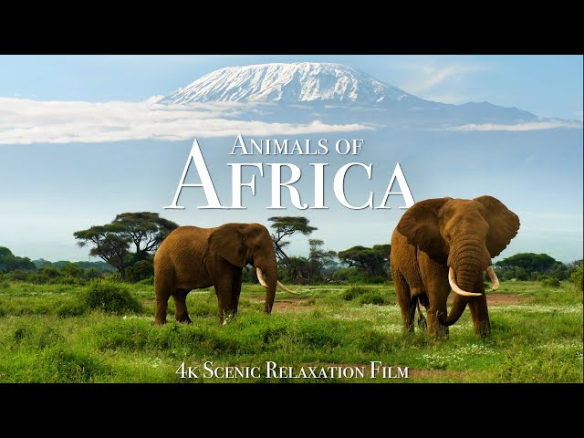 Animals of Africa 4K - Scenic Relaxation Film With Calming Music class=