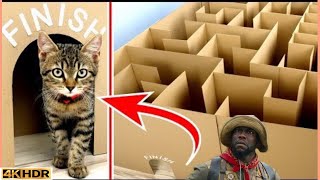 AMAZING FUNNY CAT 🐈 GIANT MAZE➡️|| WHERE IS THE EXIT, VIDEO 2020✅...