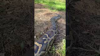 Big giant snake #snake #wildlife #shortvideo #ytshorts #everyone