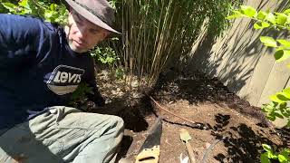 Clumping Bamboo in the Northwest - Keeping Bamboo Contained by My Boring Channel 1,856 views 11 months ago 12 minutes, 53 seconds