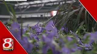 Behind the Bricks: Petals to the metal