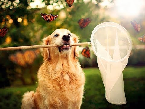 Кормление собак сухим кормом! Чем кормить собаку?