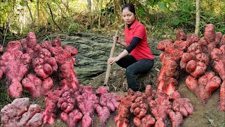 Digging Underground Wild Tuber Goes To Market Sell - Processing Food For Animals - Cooking