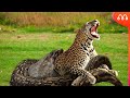 LEOPARDO vs PITON: QUEM VENCE ESSA BATALHA? Leopard x Pyton Fight