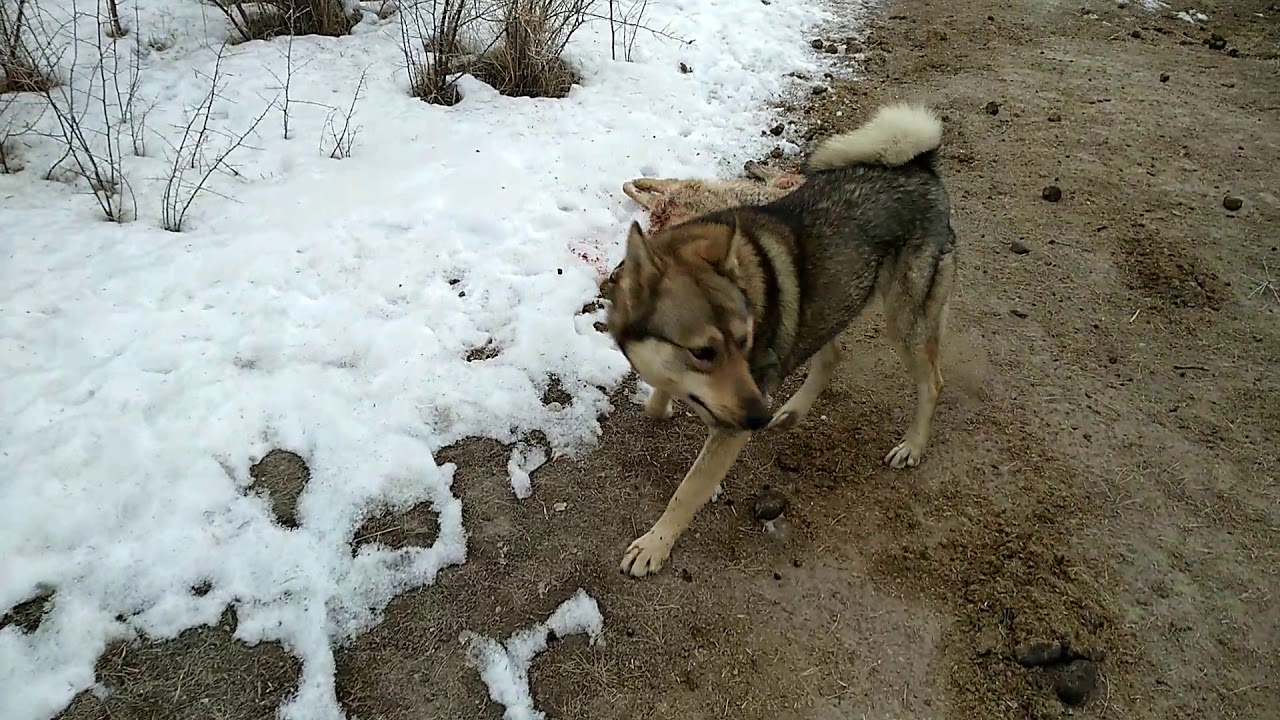 Охота на Шакала.