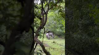 🦬 Two Wild Buffaloes in Wilpattu National Park, Sri Lanka 🇱🇰 #WildBuffalo #Wilpattu #SriLanka #Wild