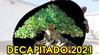 Ficus decapitado cambio importante - 1ª parte