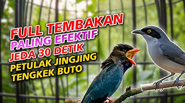 FULL TEMBAKAN PALING EFEKTIF, JINGJING PETULAK TENGKEK BUTO JEDA 30 DETIK
