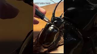 This Beetle Can Lift a Tank 😳 | Rhinoceros Beetle Strength