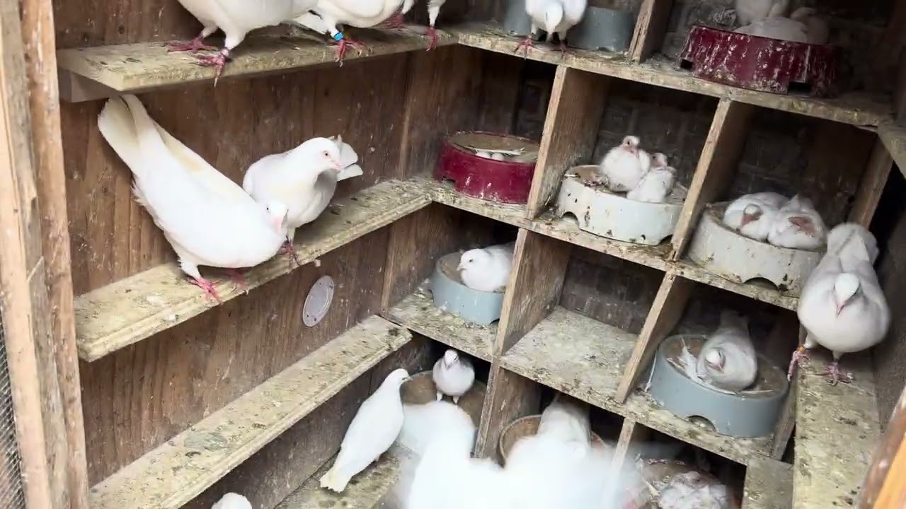 Update on the Cumulet’s