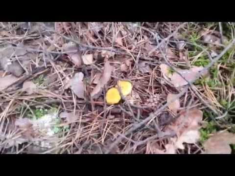 Где прячутся грибы лисички Cantharellus cibarius