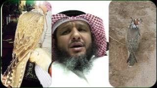 انواع صقر الحر تقديم مشعل الحبيني