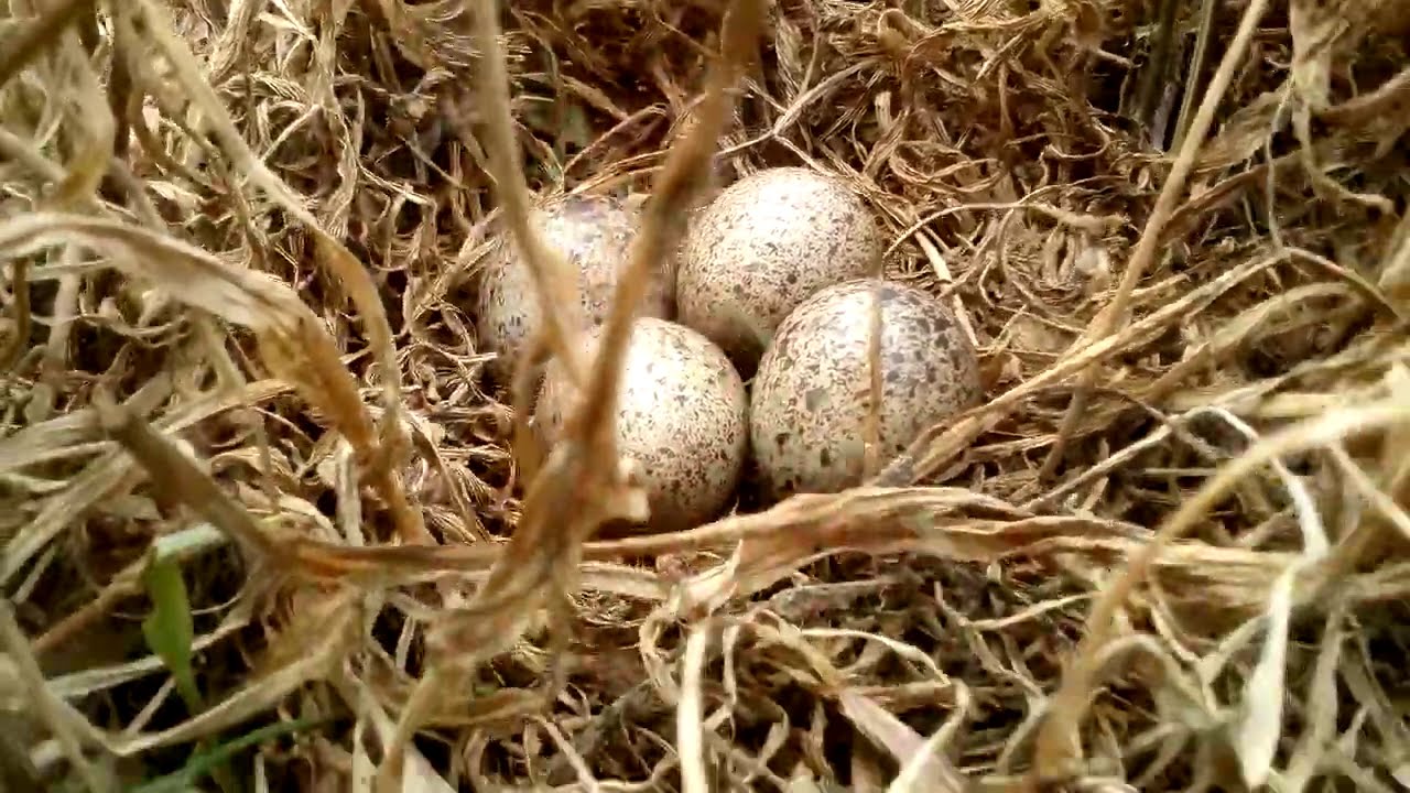 Red-wattled lapwing titeeri eggs
