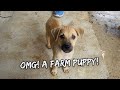 We Found a Puppy At Our House - May 20, 2022 | Vlog #1497