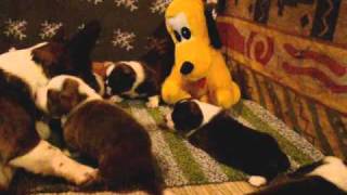 Fromax Camelot Litter 18 Days Old