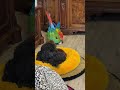 shorts Cute animals