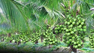 नारियल की खेती | Nariyal ki kheti | Nariyal ki kheti in India, coconut farming | Coconut cultivation