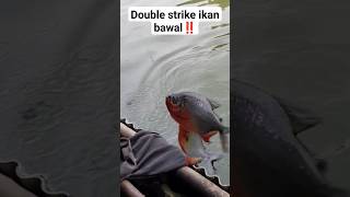 DOUBLE STRIKE IKAN BAWAL‼️PEMANCINGAN ANDIR