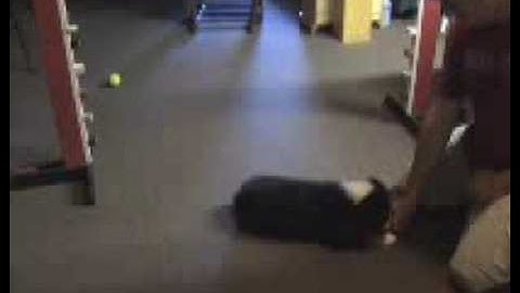 Part 2 of 3 - Clicker Training Session -- Putting Down under Stimulus Contr