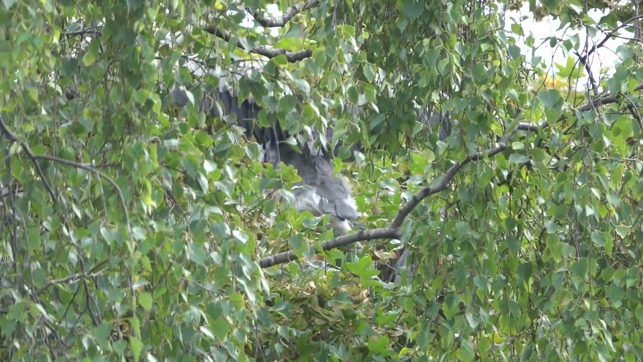 Two Grey Heron chicks