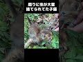 ノミがひどい子猫2匹が神社で捨てられていました…　#shorts