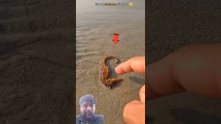 Guardian of the Sea: Rescuing a Stranded Seahorse 🥺 #ytshorts