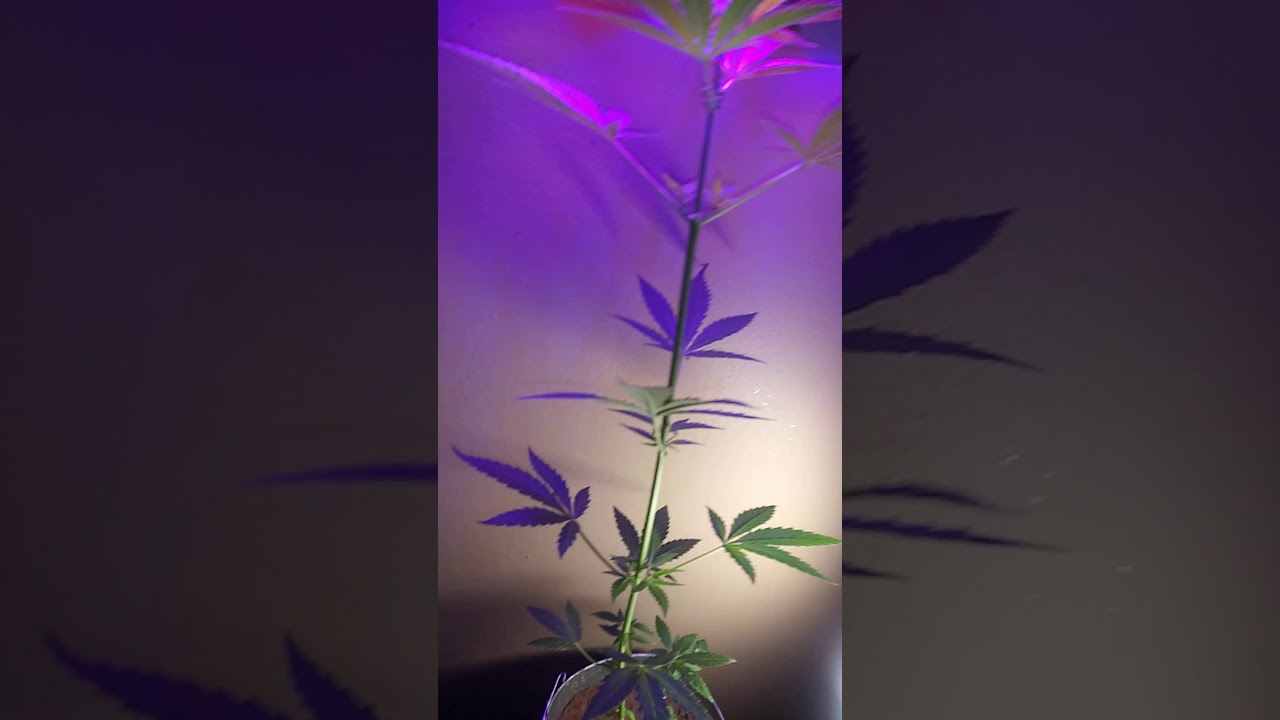 7 weeks old Marijuana plant