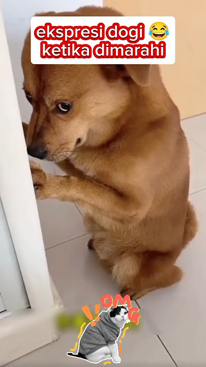 Ekspresi dogi, ketika dimarahi mami 😂 #feedshorts #anjinglucu #hewanlucu