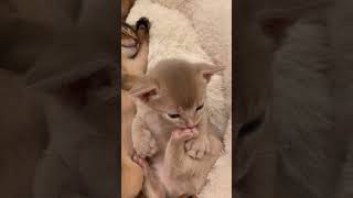 Cute abyssinian kittens ❤Fawn and Blue Aby #abyssinian #catshorts #cutecat #abyssiniancat #kittens