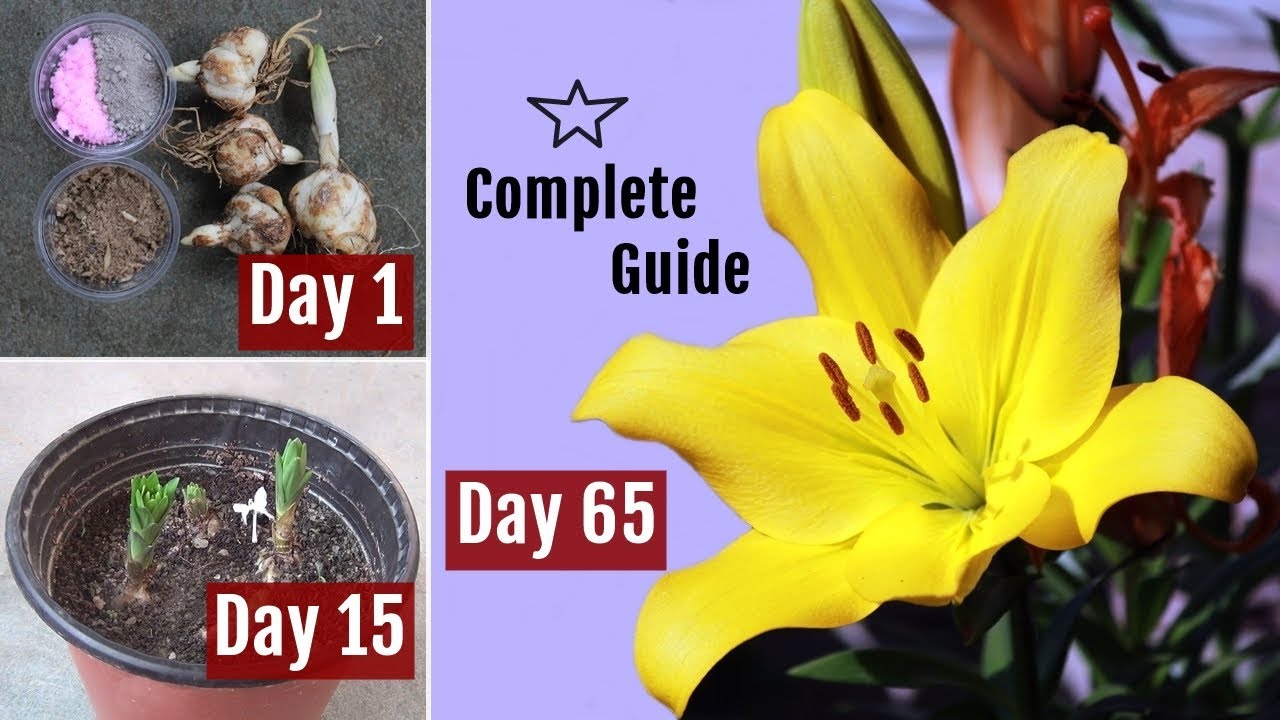 potlood Maand Confronteren How to Plant, Grow & Care Asiatic Lilies/Lilium Bulbs in Pots *65 Days  Update* - YouTube